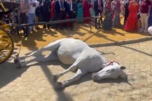 Polémica en España por muerte de una yegua en plena Feria de Sevilla: denuncian maltrato animal (+Video)