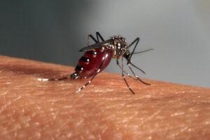 Presidente de la Sociedad Venezolana de Infectología explica por qué Venezuela no está preparada para epidemia de dengue