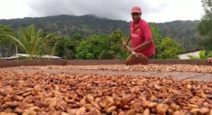 Productores de cacao en Sucre esperan ser beneficiados