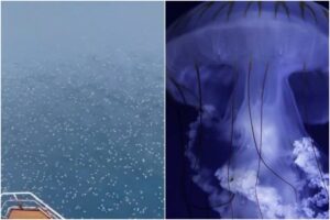 Se registra un aumento de medusas en las playas venezolanas y esta sería la posible causa (+Video)