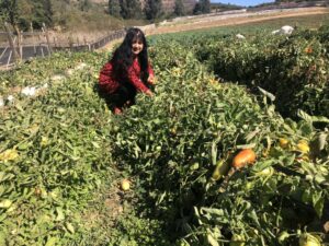 Sequía pone en jaque a la agricultura familiar campesina en Chile