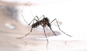 Sistema Público de Salud no está preparado para la epidemia de dengue alertada por la OPS