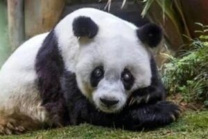 Tan Tan, el panda más anciano de Japón, muere a los 28 años mientras esperaba su regreso a China