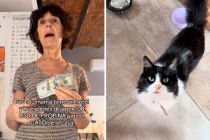 Una estadounidense le dejó 100 dólares de propina a un gato por un enternecedor motivo (+Videos)
