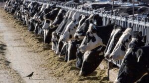 Una persona es diagnosticada con gripe aviar tras interactuar con vacas en Texas
