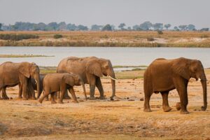 enviarle 20.000 elefantes si prohíben importar trofeos de caza