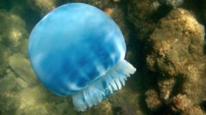 ¿Cuáles son las causas del masivo brote de medusas en las costas de Venezuela?