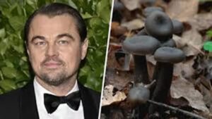 Científicos chilenos hallaron un hongo que se creía perdido y hasta Leonardo DiCaprio lo celebró - AlbertoNews
