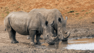 Crean collares con IA para proteger a rinocerontes