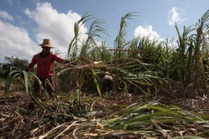 Cuba aspira a reavivar su industria cañera más allá del azúcar
