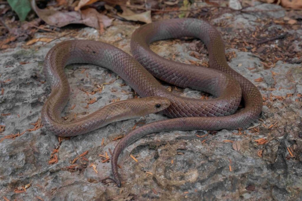 Descubren una serpiente en Tailandia es capaz de escalar montañas