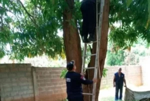 Dos hombres mueren electrocutados al podar un árbol de mango