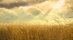 El trigo sufre la mala cosecha de 2024 y su precio borra las caídas que acumulaba este año