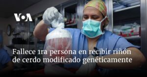 Fallece 1ra persona en recibir riñón de cerdo modificado genéticamente