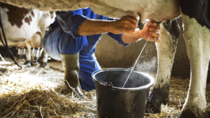 Fedecámaras reporta caída de 45% en producción de leche y derivados en Monagas