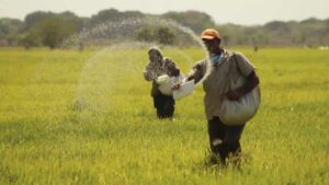 Gobernador Vásquez destaca incremento de 292% en siembra de arroz en Calabozo
