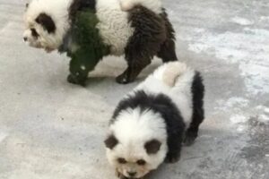 Indignación por zoológico en China que pintó a perritos para hacerlos lucir como osos panda (+Video)