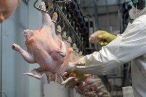Insai aumenta inspección a pollos y bovinos procedentes de EEUU