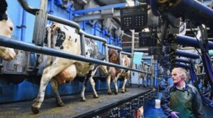 Insai solicita inspección de productos aviares y bovinos procedentes de EEUU: Alertan para evitar que la influenza entre y afecte producción nacional