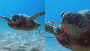 La triste imagen de esta tortuga marina con fuertes arcadas provocadas por un plástico que había tragado