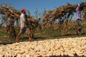 Migración irregular a EEUU golpea al sector agropecuario salvadoreño