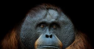 Observan a un orangután curándose una herida con plantas medicinales