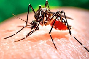 Sociedad Venezolana de Infectología advirtió sobre el alarmante aumento de casos de dengue en el país