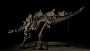 Subastarán en NY un esqueleto de dinosaurio que vivió hace 150 millones de años
