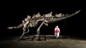 Subastarán en Nueva York un esqueleto de dinosaurio que vivió hace 150 millones de años