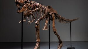Subastarán esqueleto de dinosaurio de hace 150 millones de años
