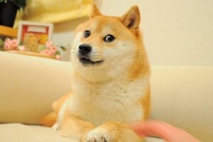 murió “Kabosu”, la perra que inspiró el meme Doge y una criptomoneda