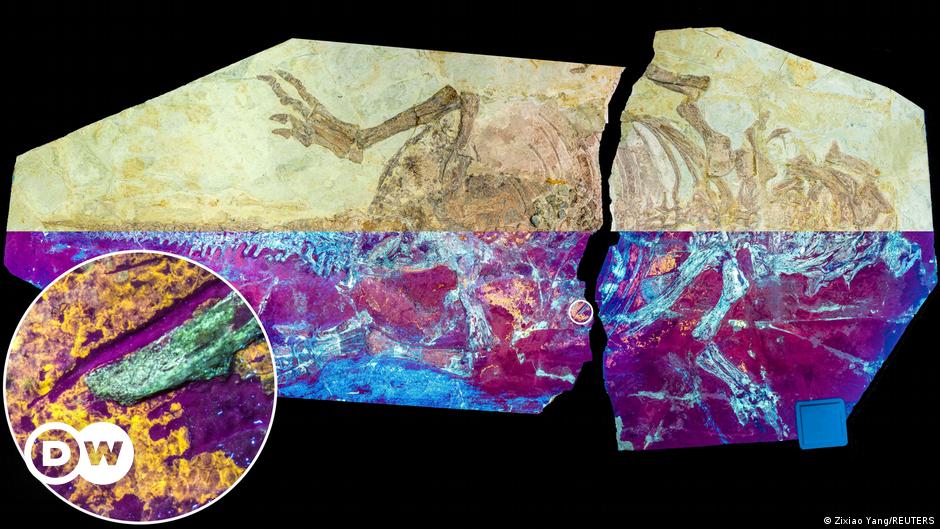 Los restos fósiles fueron hallados en la provincia de Chubut, Argentina, mostrando su robusta constitución. En la imagen, una reconstrucción 3D de "Koleken inakayali".