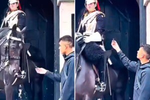 por molestar a un Guardia Real británico fue detenido un tiktoker (+Video)