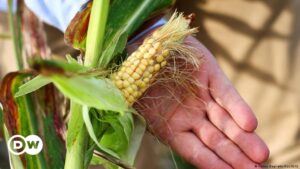 Argentina secuencia el genoma de la chicharrita del maíz – DW – 26/06/2024