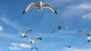 Aves usan sus pulmones para modificar la mecánica del vuelo