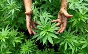 Condenado sexagenario a 15 años de prisión por siembra de 20 plantas de marihuana en Trujillo