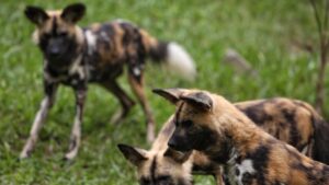 Conozca la nueva especie que llegó al Zoológico de Cali