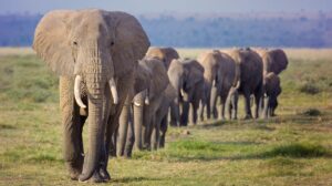 los elefantes africanos usan "nombres"