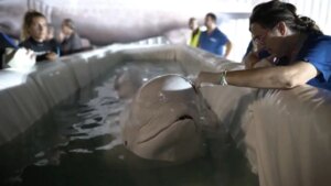 Dos impactantes belugas de Ucrania llegan a España tras un viaje de 4.000 kilómetros