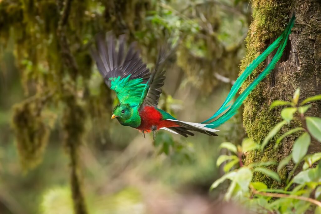 Esta es la historia del Quetzal, el ave sagrada de Mesoamérica