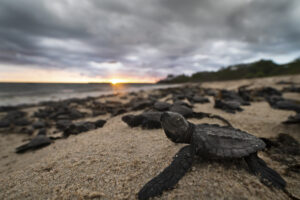 esta-red-protege-a-las-tortugas-marinas-del-pacifico-mexicano