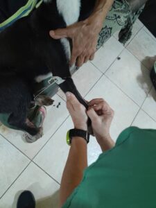 “Esterilizar a una mascota es un acto de amor responsable”