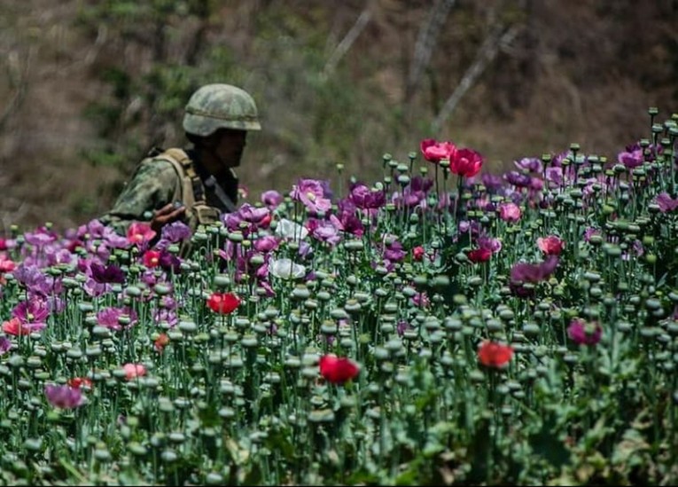 Experta de la ONU pide el fin de la guerra contra las drogas