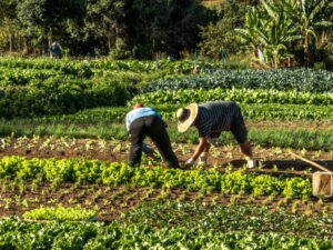 Fedeagro espera exoneración de contribución al Fondo de Pensiones