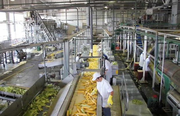 IESA: Hasta el 91% de los emprendimientos comienza por necesidad