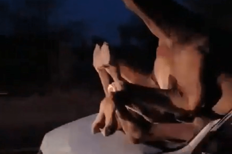 Impactante video muestra cómo un camello quedó atrapado en el parabrisas de un carro tras choque en la India