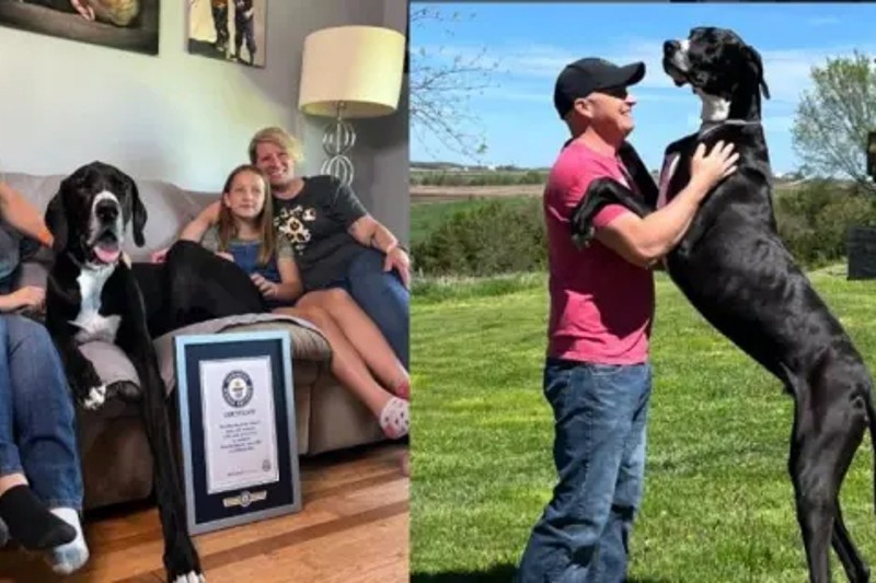 Kevin, el canino que murió una semana después de romper el récord como el perro más alto del mundo