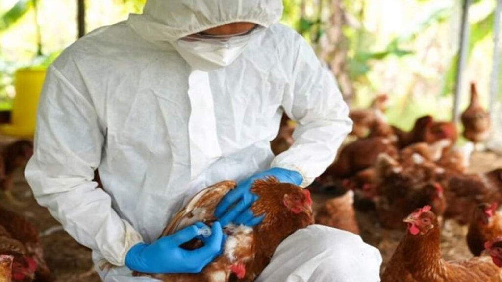 La OMS reporta la primera muerte humana por gripe aviar en México