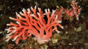 La UE aprueba definitivamente y al límite la polémica Ley de Restauración de la Naturaleza
