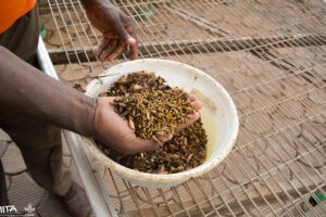 La cría de gusanos genera emprendedores y ahorra costos agrícolas en Zimbabue